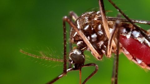 mosquito
