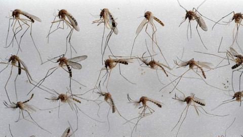 mosquito ny