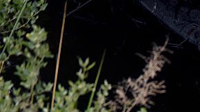 Un equipo de limpieza trabaja en el derrame de 700 barriles de petróleo en Ventura, California.