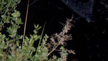 Un equipo de limpieza trabaja en el derrame de 700 barriles de petróleo en Ventura, California.