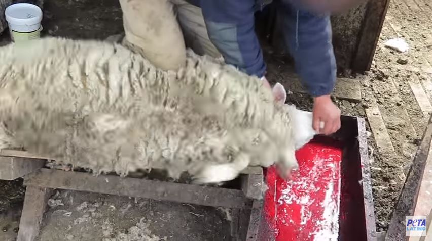 Video: Terribles imágenes de cómo se obtiene la lana que usas en tu ropa -  La Opinión