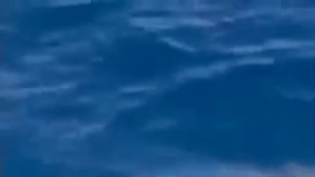 La ballena azul, de 80 pies de largo, se encuentra atrapada en una red de pesca en Dana Point.