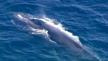 La ballena azul, de 80 pies de largo, se encuentra atrapada en una red de pesca en Dana Point.