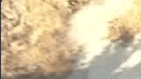 Los primos de Woodland Hills escaparon con vida, pero uno aún no regresa a casa.