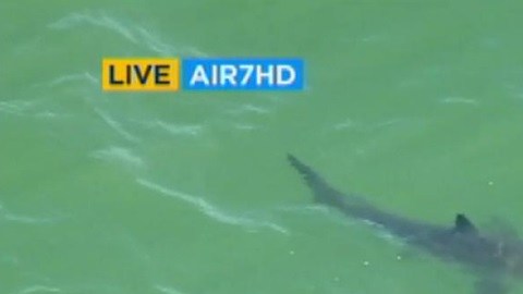 Varios tiburones han sido detectados en las playas del condado de Orange.
