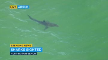 Varios tiburones han sido detectados en las playas del condado de Orange.