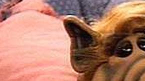 Meszaros fue un intérprete y artista circense de apenas 0,83 metros de estatura.