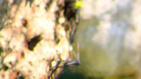 El gorila murió tras recibir  anestesia.