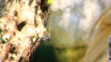 El gorila murió tras recibir  anestesia.