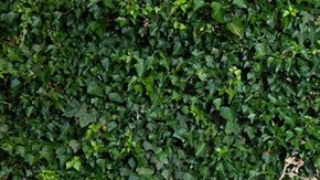 El sexto sentido de Tink les salvó de morir en el incendio