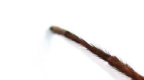 tarantula garcia marquez