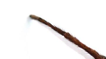 tarantula garcia marquez