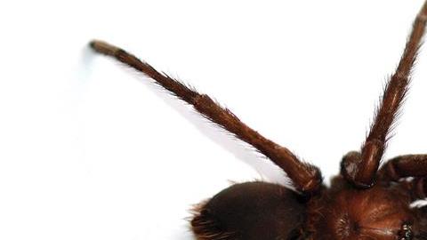 tarantula garcia marquez