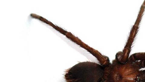 tarantula garcia marquez