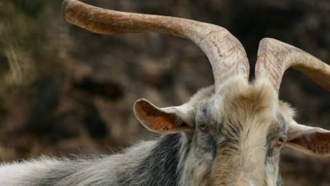 Hispano salva del fuego gracias a las cabras