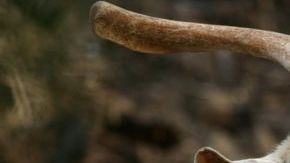 Hispano salva del fuego gracias a las cabras