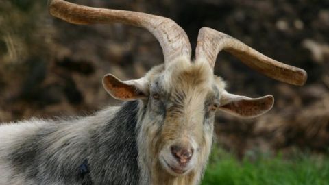 Hispano salva del fuego gracias a las cabras