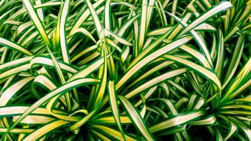 La cinta, llamada también mala madre, lazo de amor y chlorophytum comosum, es una de las plantas que absorben grandes cantidades de formaldehido.