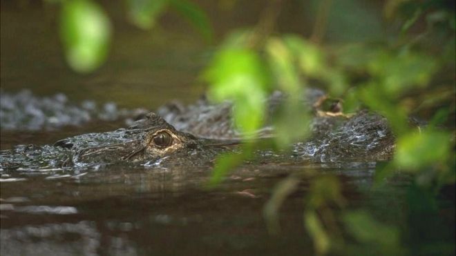 El pujante negocio de criar cocodrilos en México - La Opinión