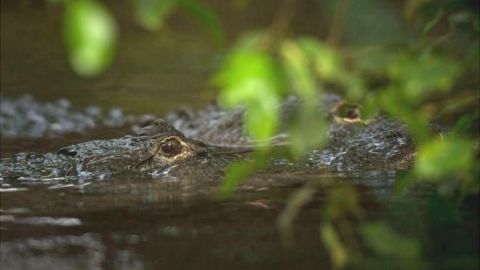 México recuperó su población de cocodrilos en 40 años.