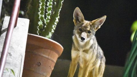 coyote