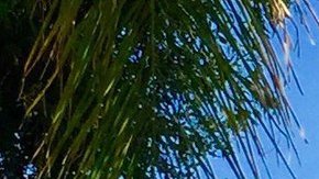 Un incendio cobró fuerza rápidamente y quemó 5 viviendas en San Bernardino.