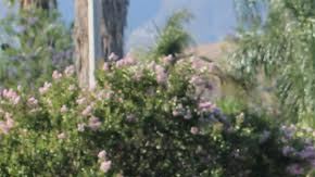 Decenas de personas se dieron cita la tarde del jueves para marchar y pedir la paz en San Bernardino. /ALEJANDRO CANO, ESPECIAL PARA LA OPINIÓN