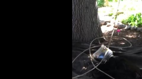oso plastico cabeza