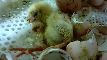 Un pollito recién nacido. Imagen tomada del video de PETA.