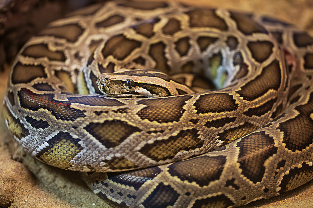 Rescatan una pitón con 500 garrapatas en una piscina de Australia La
