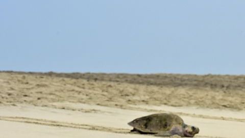 MEXICO-NATURE-TURTLES
