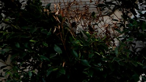 Desamparados duermen en carpas en el área de Skid Row. (Photo Aurelia Ventura/ La Opinion)