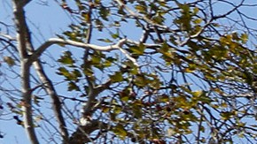 Schools Exide Cleanup