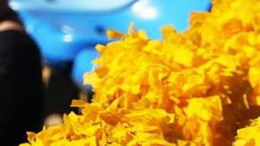 Aficionados Rio 2016