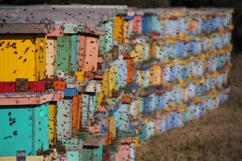 abejas 2