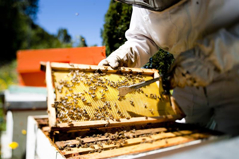 abejas 3