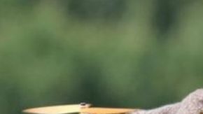 Jansen quiso hacerle un monumento a su gato mascota, Orville, que comparte su nombre con el pionero de la aviación Orville Wright.