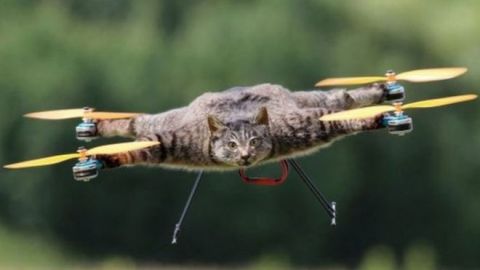 Jansen quiso hacerle un monumento a su gato mascota, Orville, que comparte su nombre con el pionero de la aviación Orville Wright.