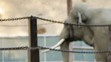 Activistas quieren un hogar más amplio para Billy.