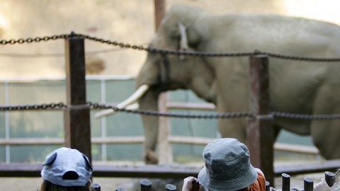 Activistas quieren un hogar más amplio para Billy.