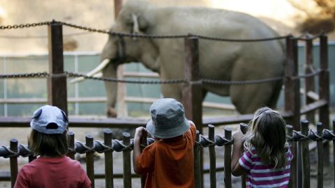 Activistas quieren un hogar más amplio para Billy.