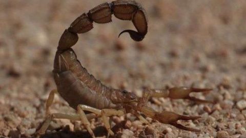 escorpion