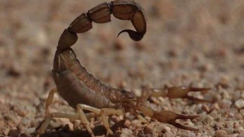 escorpion