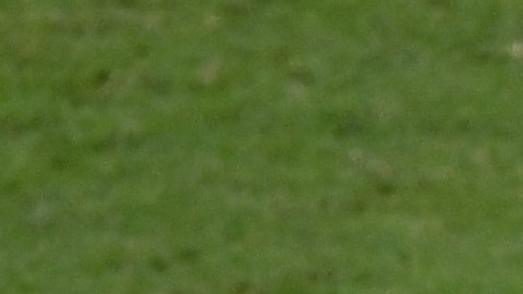 Formiga en acción ante China.