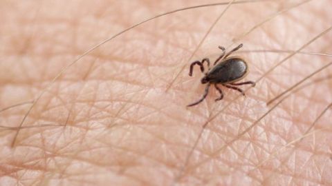 garrapata lyme