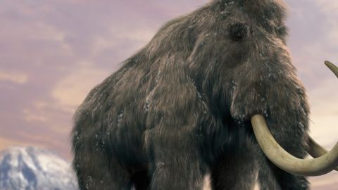mamut