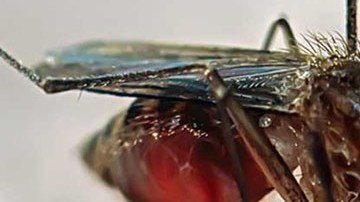 mosquito zika