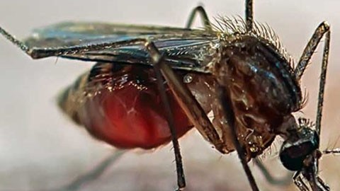 mosquito zika
