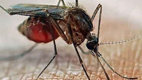 mosquito zika
