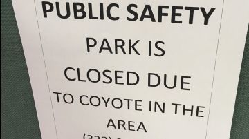 Las autoridades han cerrado el parque por los ataques inusuales de coyotes.
